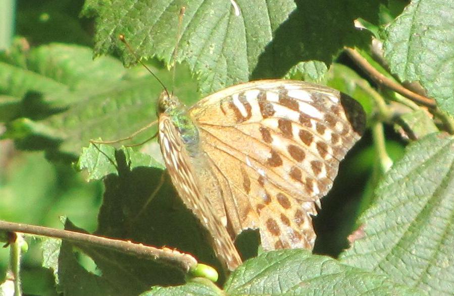 Argynnis paphia, forma valesina?